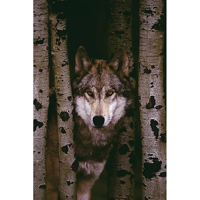 Gray Wolf in the Woods Between Birch Trees Animal Beauty Poster - Eurographics