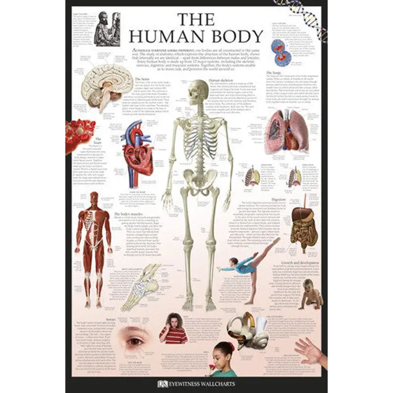 The Human Body Educational Poster - DK Eyewitness Wallcharts/Pyramid