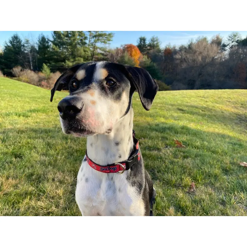 Portland Sea Dogs Pet Collar